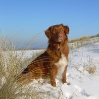 Foto 9 van een Nova Scotia Duck Tolling Retriever