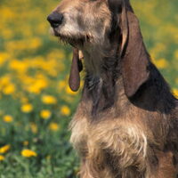 Foto 1 van een Segugio Italiano Ruwhaar