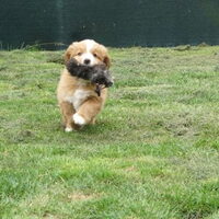 Foto 7 van een Nova Scotia Duck Tolling Retriever