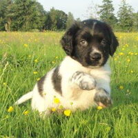 Foto 5 van een Stabyhoun