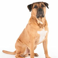 Foto 2 van een Dogo Canario