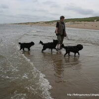 Foto 4 van een Nederlandse Schapendoes
