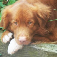 Foto 6 van een Nova Scotia Duck Tolling Retriever