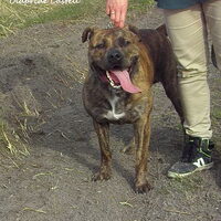 Foto 5 van een Perro Dogo Mallorquín