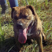 Foto 4 van een Perro Dogo Mallorquín