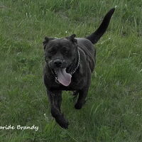Foto 3 van een Perro Dogo Mallorquín
