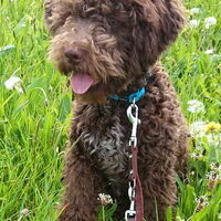 Foto 2 van een Lagotto Romagnolo