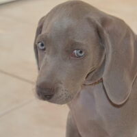 Foto 6 van een Weimaraner