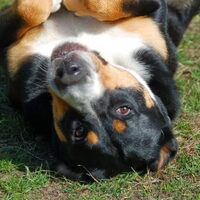 Foto 8 van een Grote Zwitserse Sennenhond