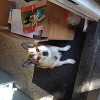Foto 1 van een Noorse lundehond