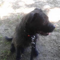 Foto 1 van een Bouvier des Ardennes