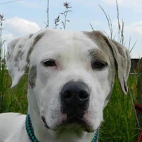 Hond Nina (1)