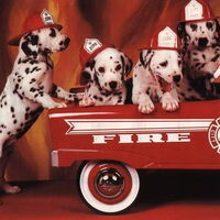 Foto 6 van een Dalmatische hond