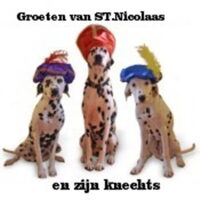 Foto 5 van een Dalmatische hond