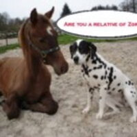 Foto 4 van een Dalmatische hond
