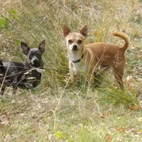 Foto 7 van een Chihuahua, korthaar