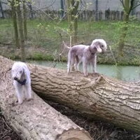 Foto 5 van een Bedlington Terrier
