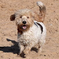 Foto 1 van een Petit Basset griffon vendéen