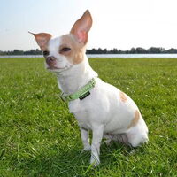 Foto 5 van een Chihuahua, korthaar
