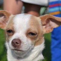 Foto 4 van een Chihuahua, korthaar