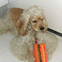 Foto 4 van een Amerikaanse Cockerspaniel