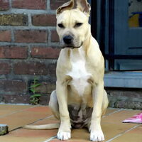 Foto 5 van een Staffordshire Bull Terrier