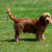 Foto 5 van een Basset Fauve de Bretagne