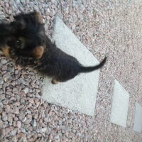 Foto 3 van een Dashond Standaard, ruwhaar
