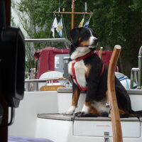 Foto 9 van een Appenzeller Sennenhond