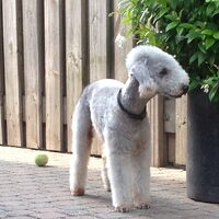 Foto 4 van een Bedlington Terrier