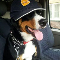 Foto 7 van een Appenzeller Sennenhond