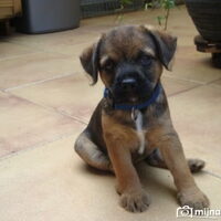 Hond Binti (2)