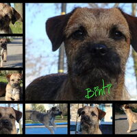 Hond Binti (1)