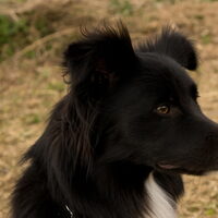 Foto 8 van een Australian Shepherd