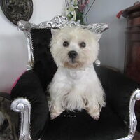 Foto 9 van een West Highland White Terrier