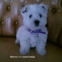 Foto 8 van een West Highland White Terrier