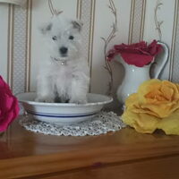 Foto 6 van een West Highland White Terrier