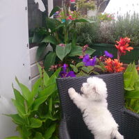 Foto 4 van een West Highland White Terrier