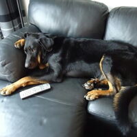 Foto 9 van een Beauceron