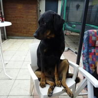 Foto 8 van een Beauceron