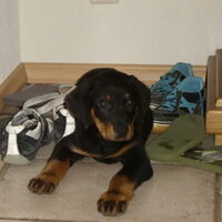 Foto 7 van een Beauceron