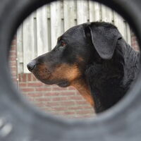 Foto 5 van een Beauceron