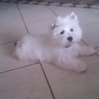 Foto 3 van een West Highland White Terrier
