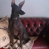 Foto 1 van een Peruaanse Haarloze Hond, groot