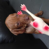 Foto 9 van een Vizsla (Hongaarse staande hond)