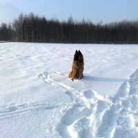 Foto 5 van een Tervuerense Herder