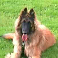 Foto 4 van een Tervuerense Herder