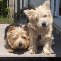 Foto 1 van een Norwich Terrier