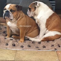 Foto 4 van een Engelse Bulldog