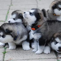 Foto 6 van een Alaskan Malamute